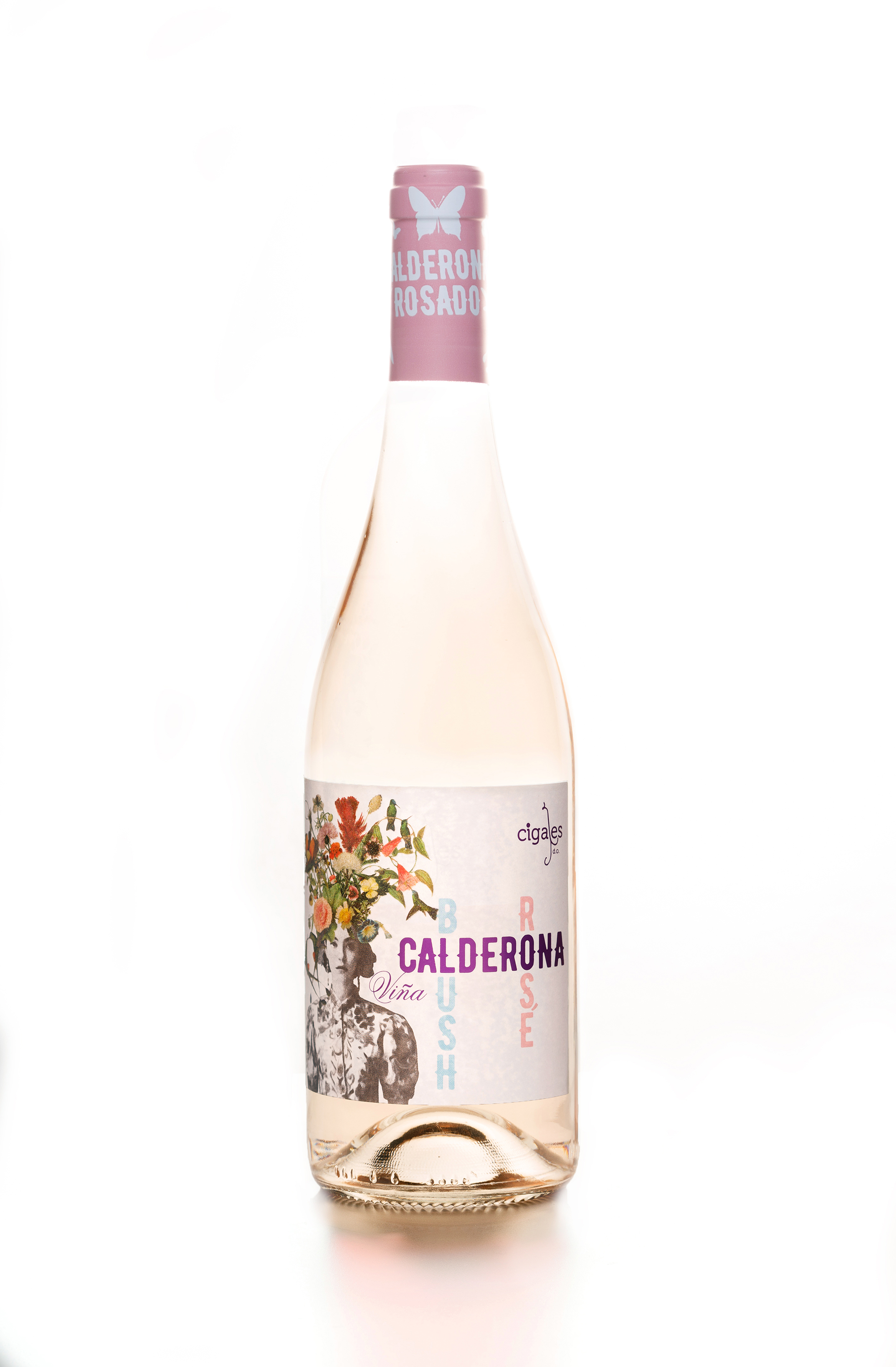 Calderona blush rose 2023